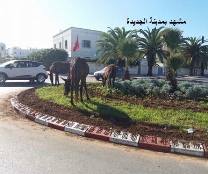 مشهد لمدارة تقاطع شارع فارين مع شارع حمان الفطواكي بالجديدة