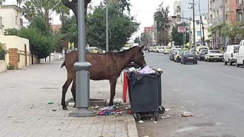 سطات .. النفايات المنزلية تلوث البيئة و تحاصر مؤسسات تعليمية وتقض مضجع المواطنين