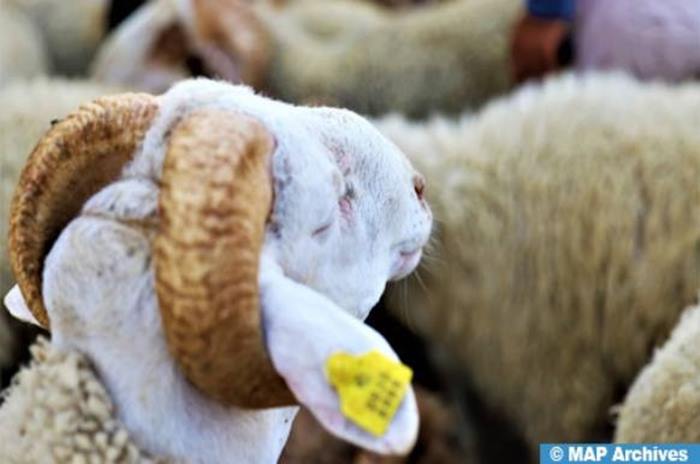 تواصل عملية إحصاء قطيع الأغنام والماعز في ظروف جيدة بجهة الدار البيضاء-سطات