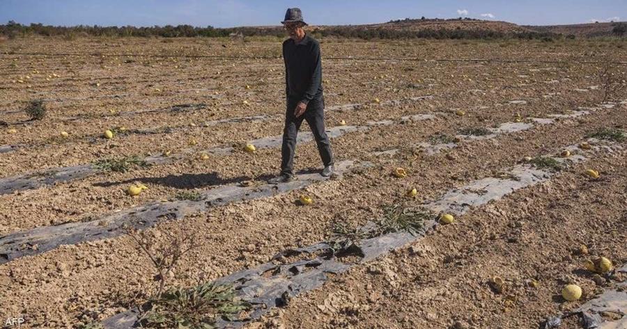 الزراعة قطاع حيوي في المغرب يواجه تقلبات المناخ و مع توالي الجفاف تم فقدان حوالي 157 ألف وظيفة في الأرياف (إطار)