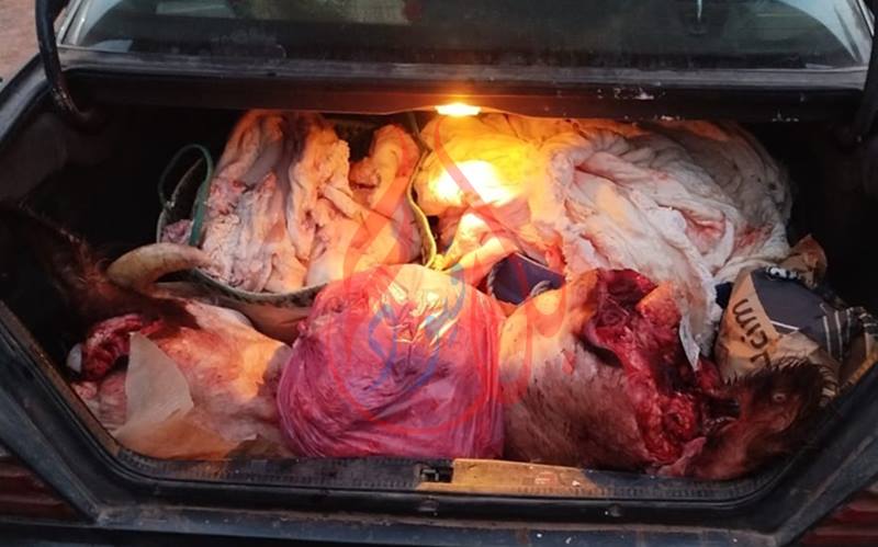 الجديدة.. درك متوح عثر على رأسين مذبوحين من البقر وكمية من الشحوم محملة على سيارة