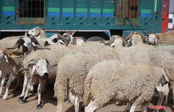 أزيلال.. سرقة عددا من رؤوس الأغنام بدوار ثلاثاء جماعة أفورار