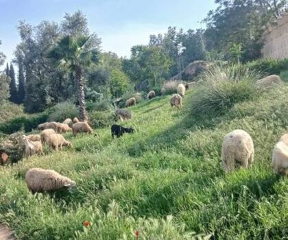 تازة.. تحول المناطق الخضراء إلى مكان لرعي الأغنام في غياب تام للمراقبة