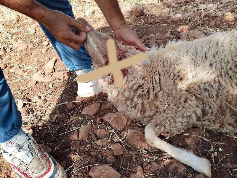 تازة.. نفوق عدد من رؤوس الأغنام بدوار القصارات بالصميعة بعد الهجوم عليها من قبل الكلاب الضالة