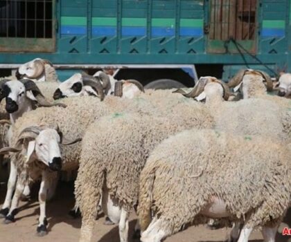 أزيلا.. توقيف ستة أشخاص يشتبه في ارتباطهم بشبكة لسرقة الأغنام