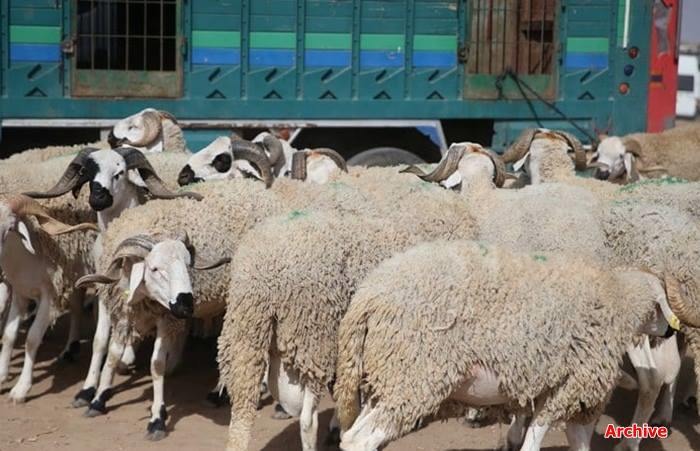أزيلا.. توقيف ستة أشخاص يشتبه في ارتباطهم بشبكة لسرقة الأغنام