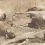 تازة.. بسبب تعقيد المساطر الإدارية فلاح يفقد بيته وقطيع أغنامه الوحيد