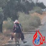 إقليم أزيلال.. أب يحمل أبناءه على حمار ليوصلهم من و إلى المدرسة تفتح ملف حصيلة برلمانييي المنطقة